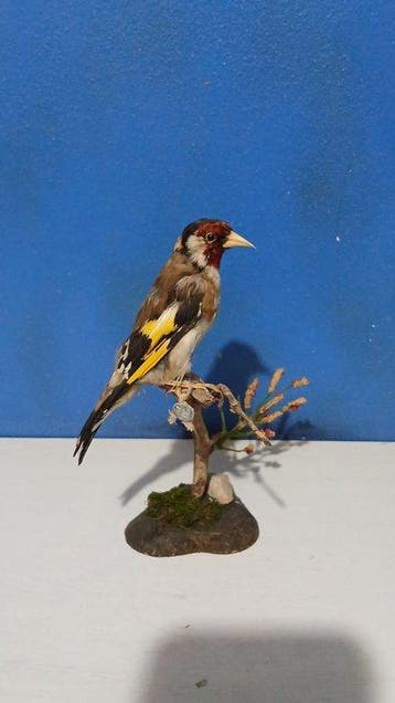 Cardellino Taxidermie volledige montage - Carduelis