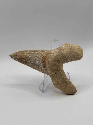 Haai - Fossiele tand - Otodus Sokolovi - 8.6 cm (Zonder, Verzamelen