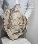 Fossiel hout - Gefossiliseerd dier - 47 cm - 31 cm, Verzamelen, Mineralen en Fossielen