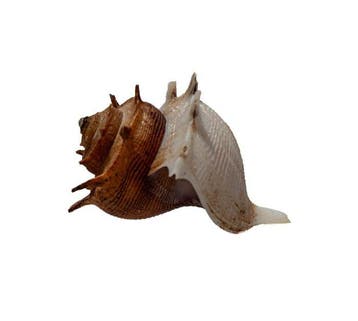 Escargot corallien exclusif (Latiaxis spec.) | Objet de