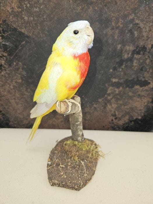 Gele splendid parkiet Taxidermie volledige montage -, Verzamelen, Dierenverzamelingen