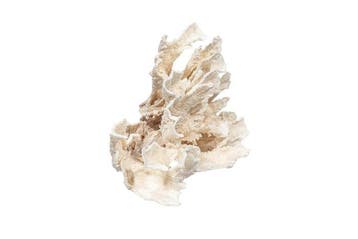 Zeldzame breedbladvige Glucke (Sparassis spathulata) –
