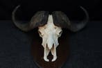 Large Cape Buffalo Schedel van een zoogdier - Syncerus, Verzamelen, Dierenverzamelingen, Nieuw