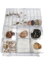 kleine en fijne meerohrschnecke Skelet - Haliotidae - 0 mm -, Nieuw