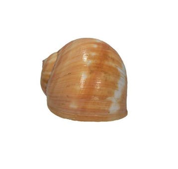 Tanea areolata (40 mm) - Zeldzaam GROTE MAAT -, Verzamelen, Nieuw
