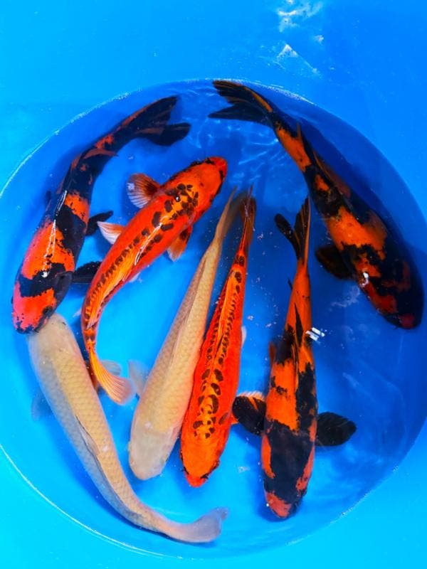 Hirasawa Marusei  40-50 cm (Japanse Koi), Jardin & Terrasse, Étangs, Enlèvement ou Envoi