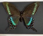 Vlinder Taxidermie volledige montage - Papilio Maackii