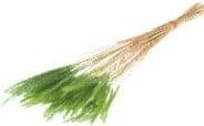 Soft Worms Grass alternatief voor Lagurus Groen
