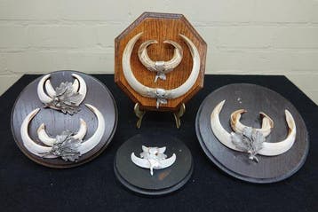 Trophées de défenses de sanglier Os - Sus scrofa - 0 cm - 0