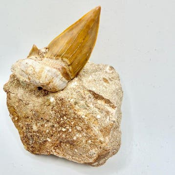 Dent de requin fossilisée Otodus obliquus - Crâne fossile -, Collections