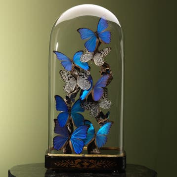 Vlinders in Antieke Stolp Taxidermie Opgezette Dieren By Max, Ophalen of Verzenden, Opgezet dier