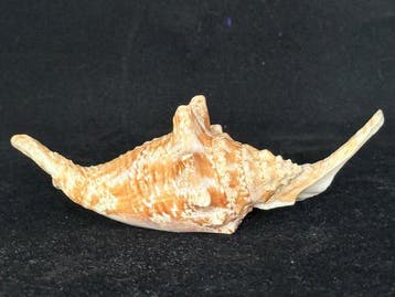 Escargot de mer Coquillage marin - S-560 STROMBUS GALLUS, Antiek en Kunst