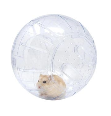 ICA GD10025 Speelbal voor Knaagdieren, 25 cm Transparant, Ophalen of Verzenden, Nieuw