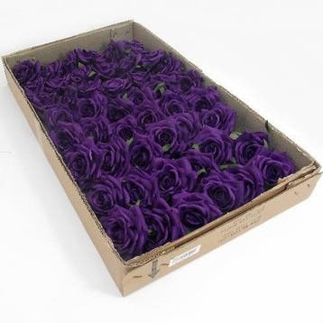 Roos Curve CAD Purple doos 48 stuks, Nieuw