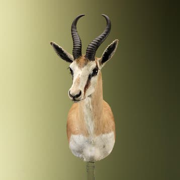 Springbok Taxidermie Opgezette Dieren By Max, Ophalen of Verzenden, Nieuw, Wild dier, Opgezet dier