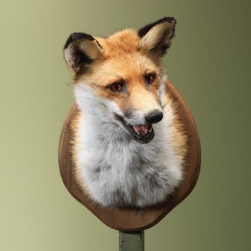 Vos Taxidermie Opgezette Dieren By Max, Verzamelen, Ophalen of Verzenden, Nieuw, Wild dier, Opgezet dier