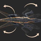 RC Dinosaurus (Indominus Rex) met Afstandsbediening -, Verzenden, Nieuw