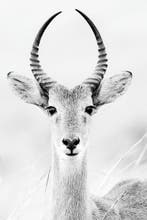 Marco Simoni - “ Kob “