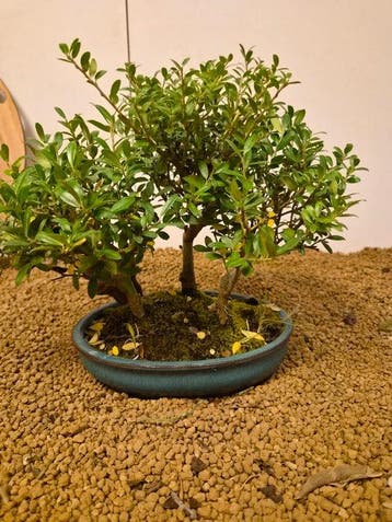 Japanese holly bonsai (Ilex crenata) - Hoogte (boom): 24 cm