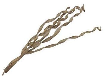 Palm Sun Palm Spiral Naturel 80-90 cm 5 stuks, Nieuw