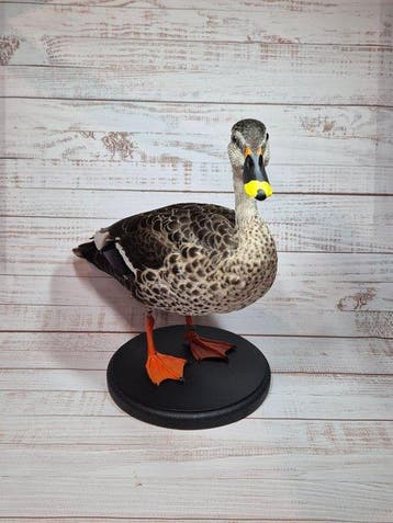 Eend Taxidermie volledige montage - Anas poecilorhyncha - 32