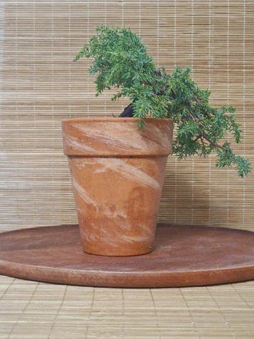 Jeneverbes bonsai (Juniperus) - Hoogte (boom): 11 cm -