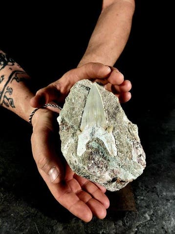fossiele tand in de matrix - Fossiele tand - otodus obliquus, Verzamelen, Dierenverzamelingen, Nieuw