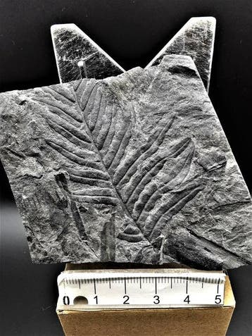 Varen - Gefossiliseerde plant - Alethopteris lonchitica