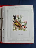 België 1985/1999 - Vogels Andre Buzin, verzameling