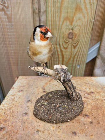 Super mooie kleine normale bloemputter. Taxidermie volledige, Nieuw