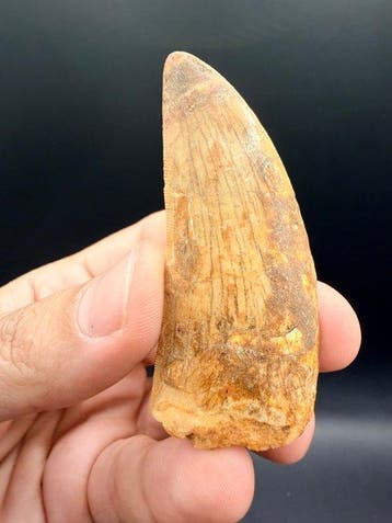Dinosaure - Dent fossile - carcharodontosaurus saharicus -