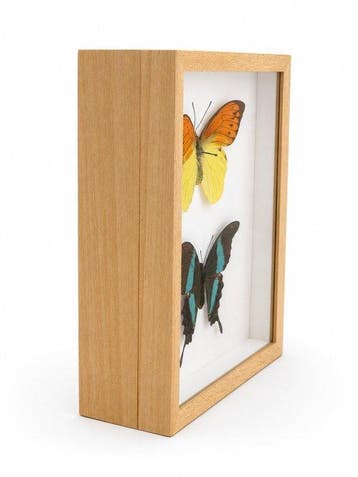 Vlinder Taxidermie wandmontage - Ixias pyrene en Papilio