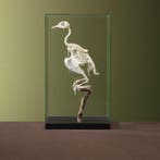 Houtduif Skelet Taxidermie Opgezette Dieren By Max, Ophalen of Verzenden, Nieuw, Vogel, Opgezet dier