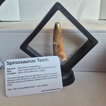 Dinosaurus Tand - Spinosaurus Aegyptiacus - 10 mm - 10 mm -