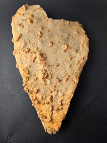 Fossiles - Animal fossilisé - piece of seabed hundreds of