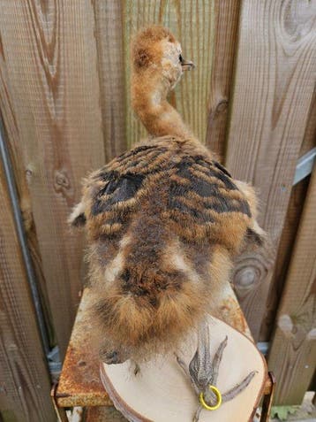 Super mooie Jonge opgezette grijze kroonkraanvogel, Nieuw