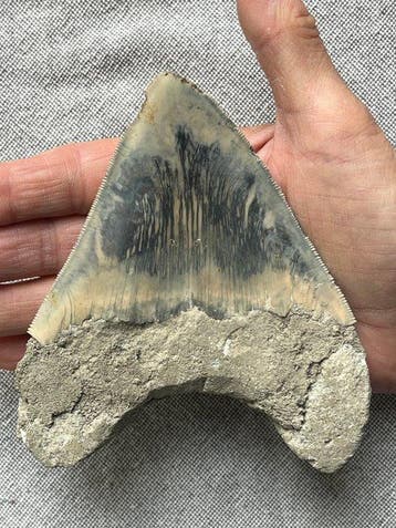 Dent de mégalodonte 12,5 cm - Dent fossile - Carcharocles