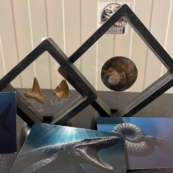 Fossiel - Fossiele tand - Prehistorische Fossielen Collectie