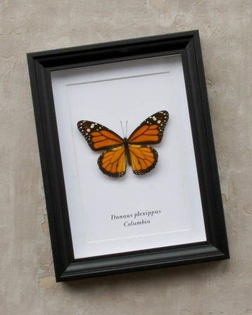 Vlinder Taxidermie volledige montage - Danaus plexippus -, Verzamelen, Nieuw