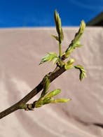 Wisteria bonsai - Hauteur (arbre) : 30 cm - Profondeur