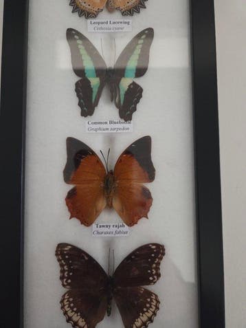 Papillon Support de corps entier pour taxidermie -, Nieuw