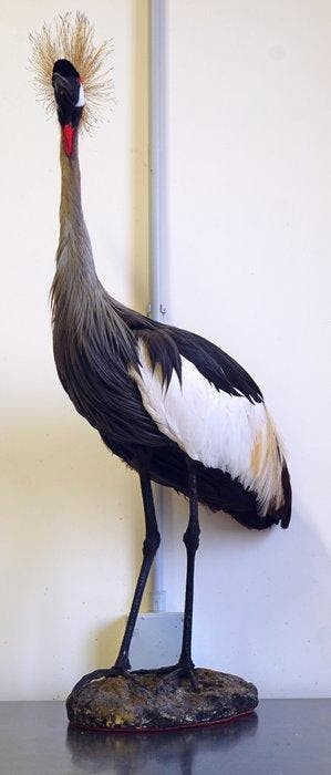 Gru gekroond Taxidermie volledige montage - Balearica