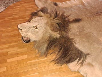Peau de lion mâle africain, très propre et vintage. Support