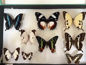 Vlinders Madagascar en Zuid-Amerika - Colombia - Cali