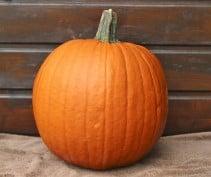 Hal. Eros F1 PMT Goede halloweenpompoen kleinverpakking, Nieuw