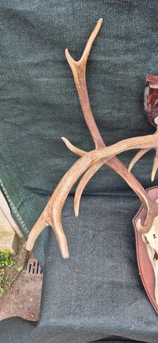 Cerf élaphe Support mural pour taxidermie - Cervus elaphus -, Nieuw
