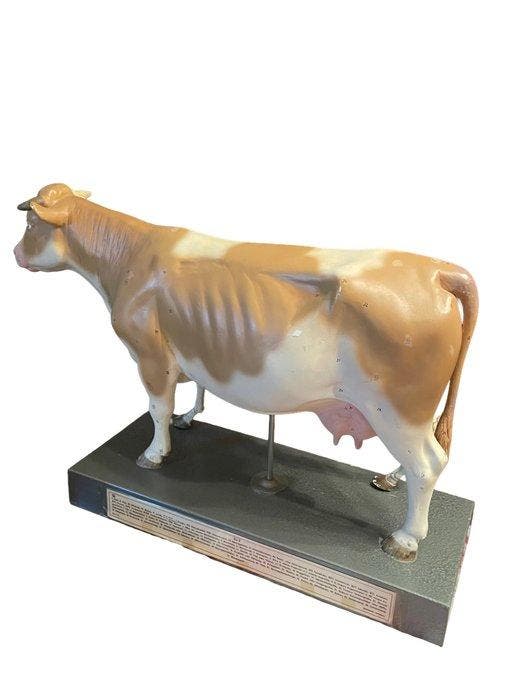 Anatomisch model - Gips - Somso Anatomisch model - Koe, Antiquités & Art, Antiquités | Assiettes décoratives & Carrelages