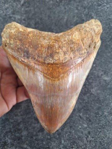 Megalodon - Fossiele tand - 14 cm - 11 cm