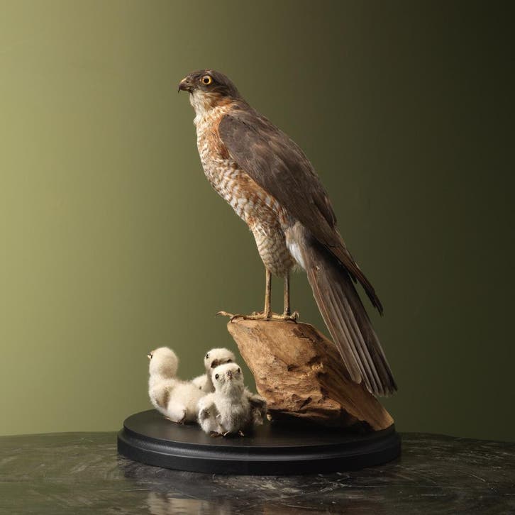 Sperwer met Kuikens Antiek, Collections, Collections Animaux, Enlèvement ou Envoi