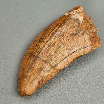 Dinosaurus - Fossiele tand - Carcharodontosaurus saharicus -, Verzamelen